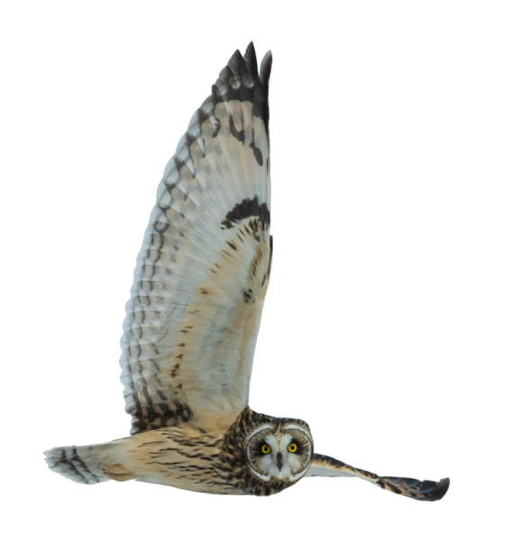 an owl flying in the air with its wings spread