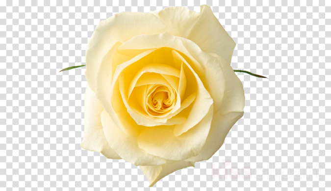 a yellow rose flower on a transparent background