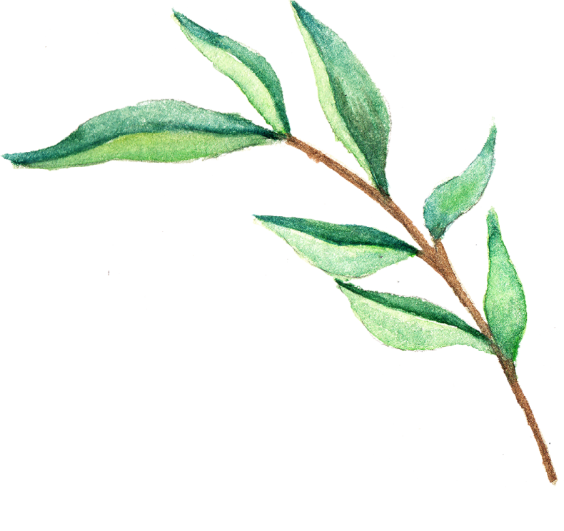 a watercolor painting of a green leaf