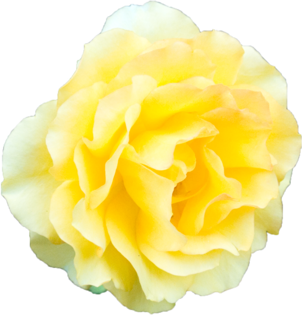 a yellow rose on a white background
