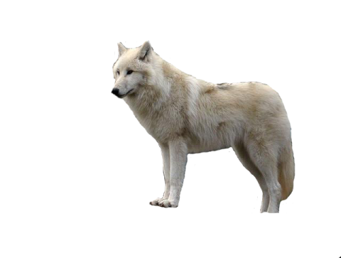a white wolf standing in the snow