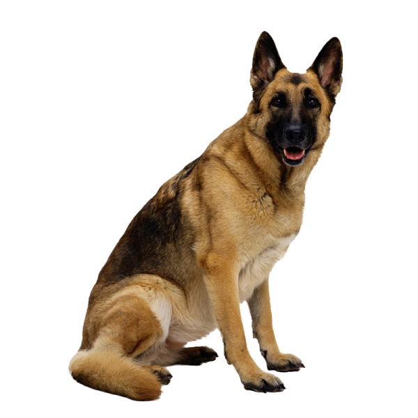 a brown and black dog sitting on a white surface
