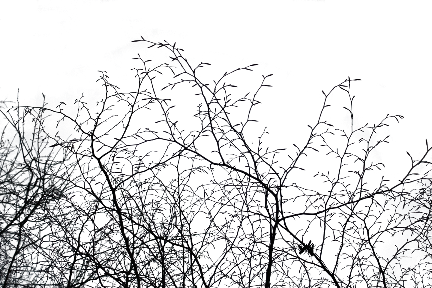 a black and white photo of trees