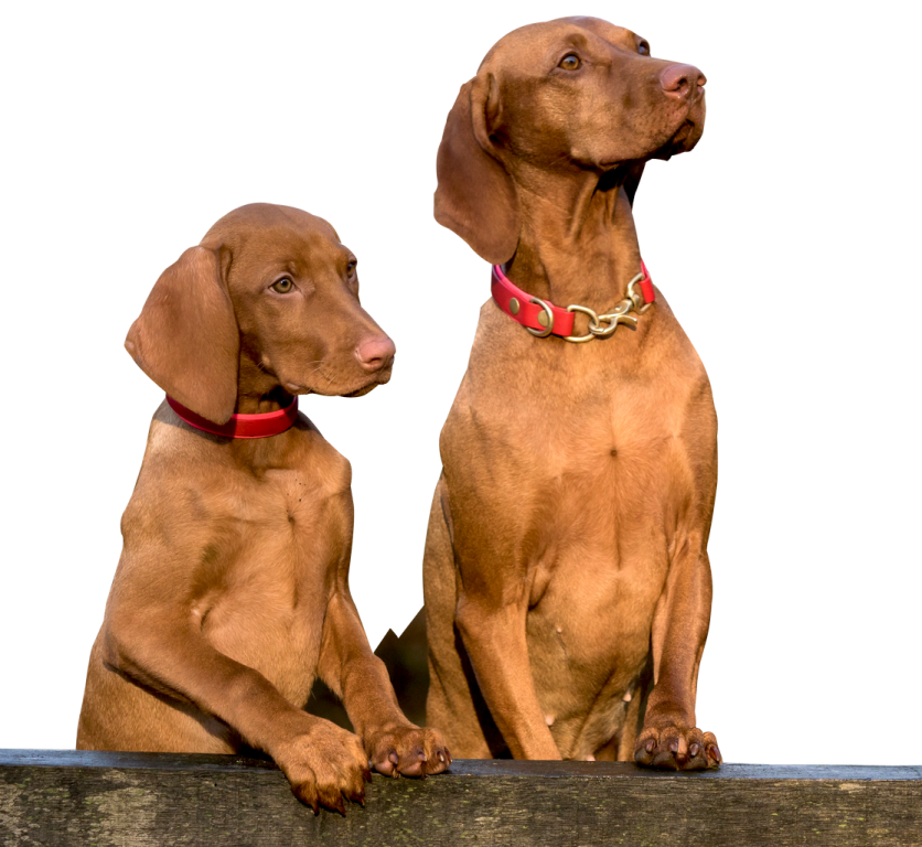 two dogs sitting on top of a wooden fence
