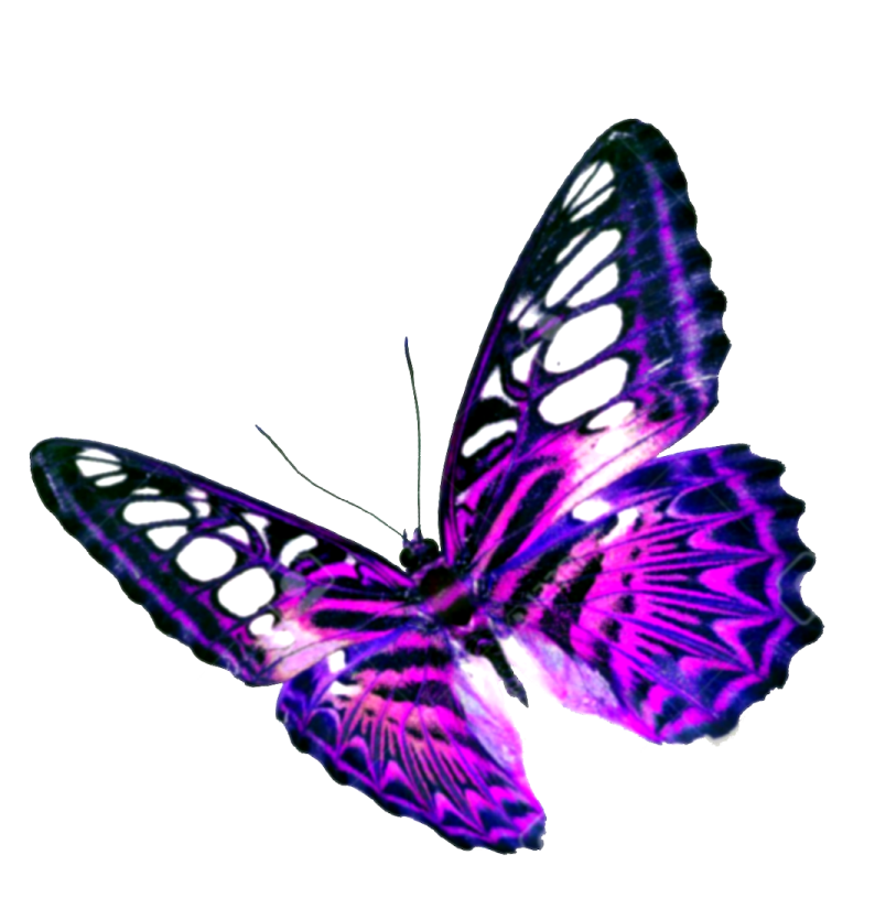 a purple butterfly on a white background