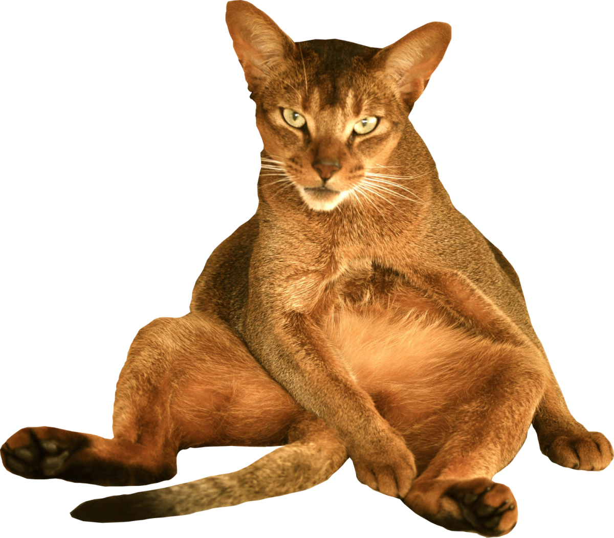 a cat sitting on the ground
