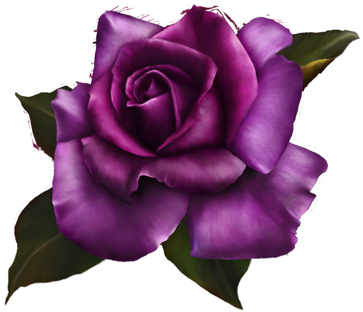 a purple rose on a white background