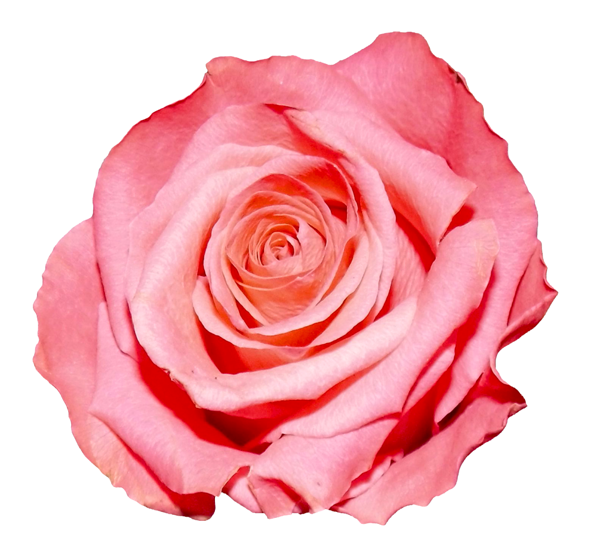 a pink rose on a white background
