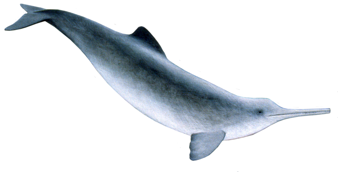a drawing of a whale