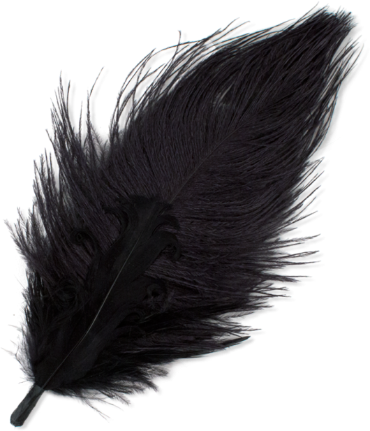 a black feather on a white background