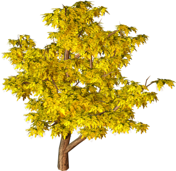 a tree with yellow leaves on it