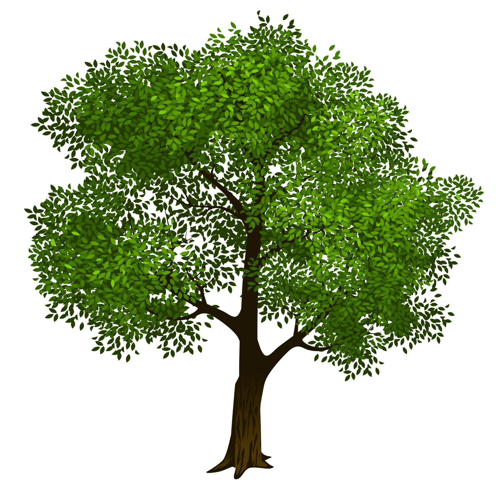 a green tree on a white background