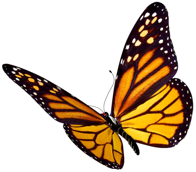 a monarch butterfly on white background