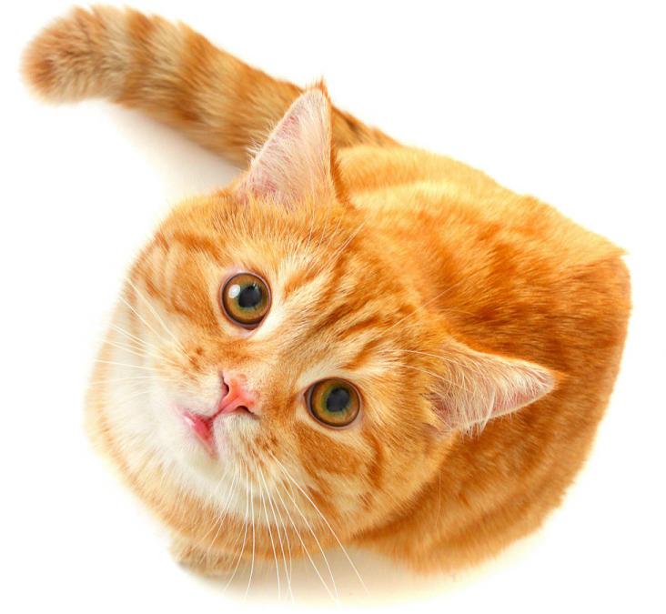 an orange and white cat