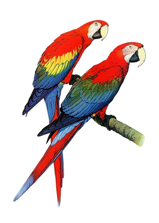 two colorful parrots sitting on a branch