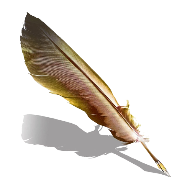 a feather on a white background