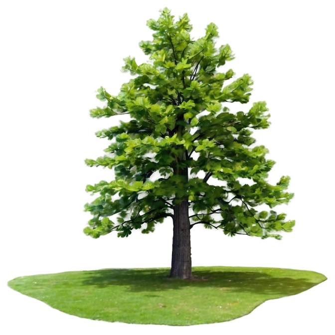 a green tree on a white background