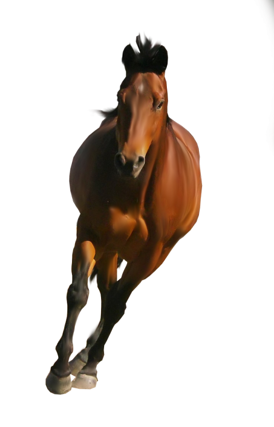 a brown horse is running in the air