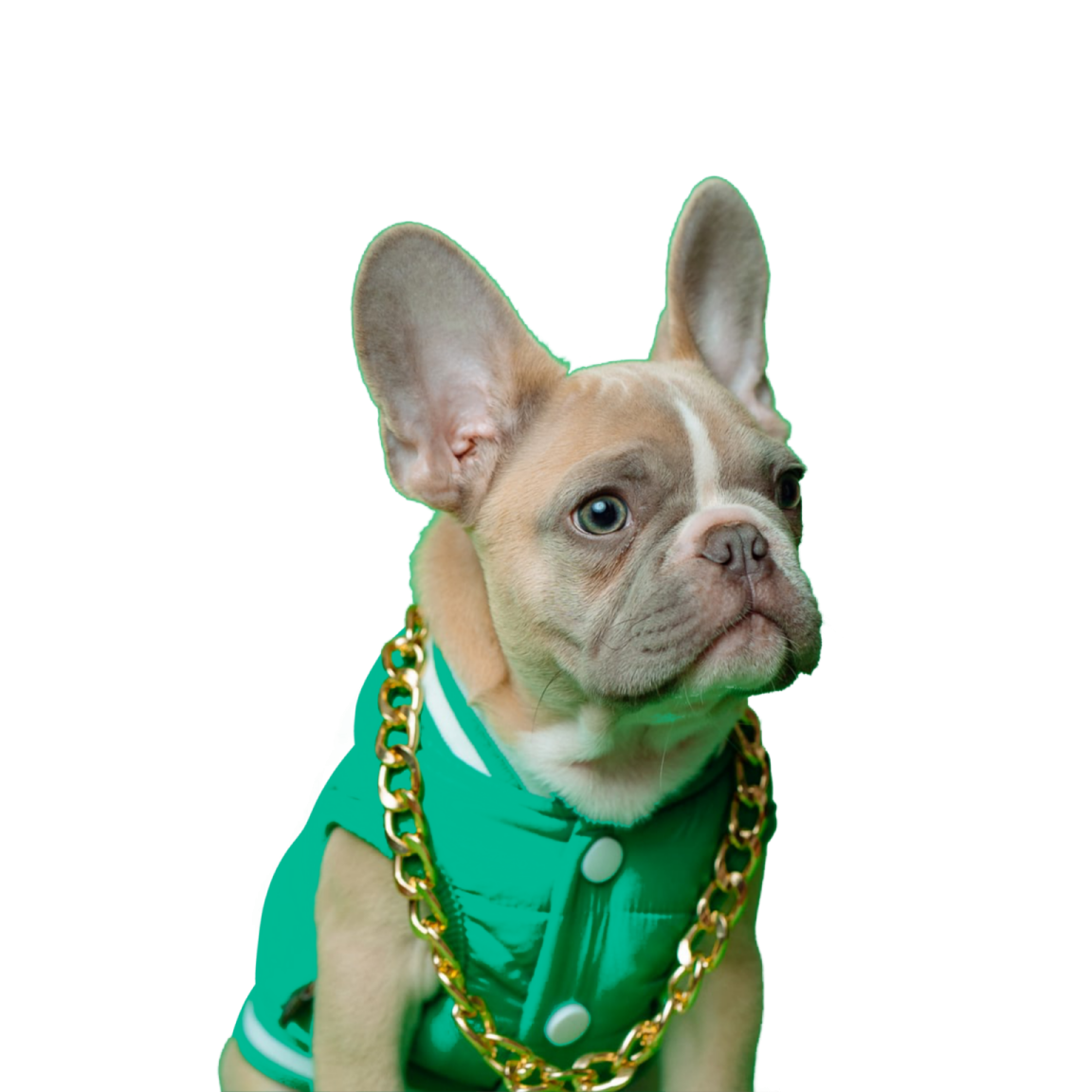 a small dog wearing a green shirt and gold chain
