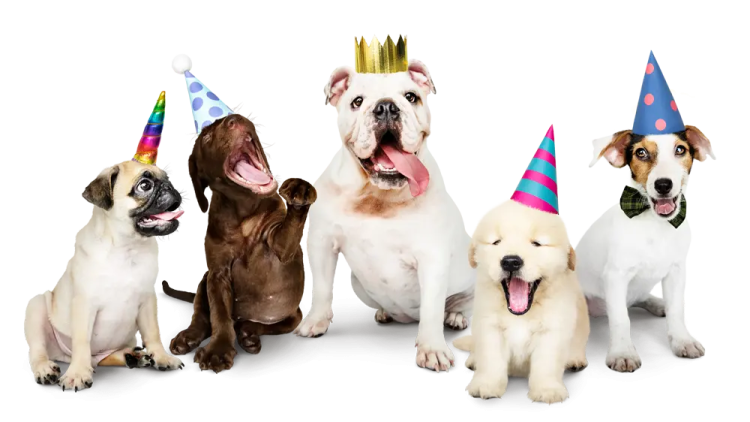 a group of dogs wearing party hats