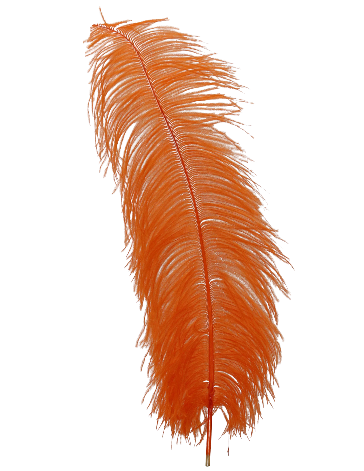 an orange feather on a white background