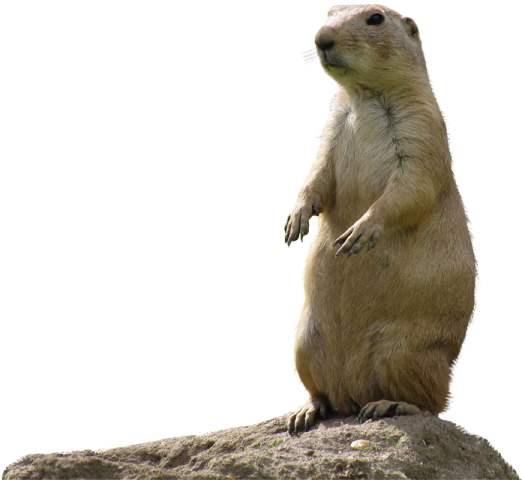 the groundhog is standing on its hind