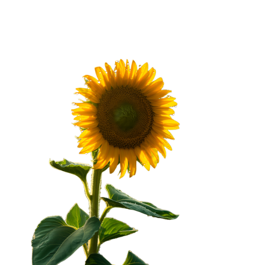 a single sunflower on a white background