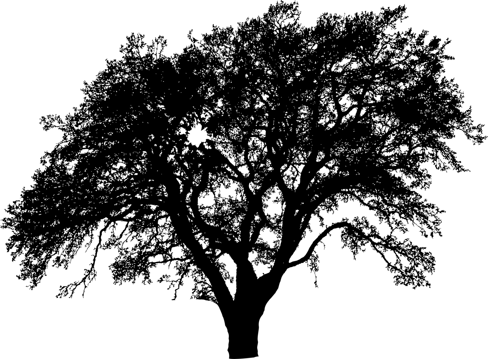 a black and white silhouette of a tree