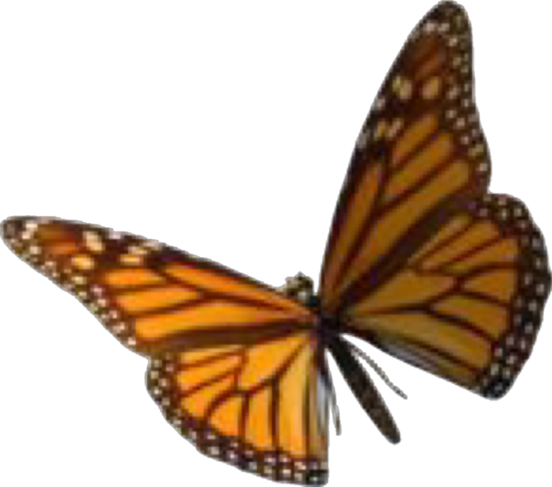 a monarch butterfly