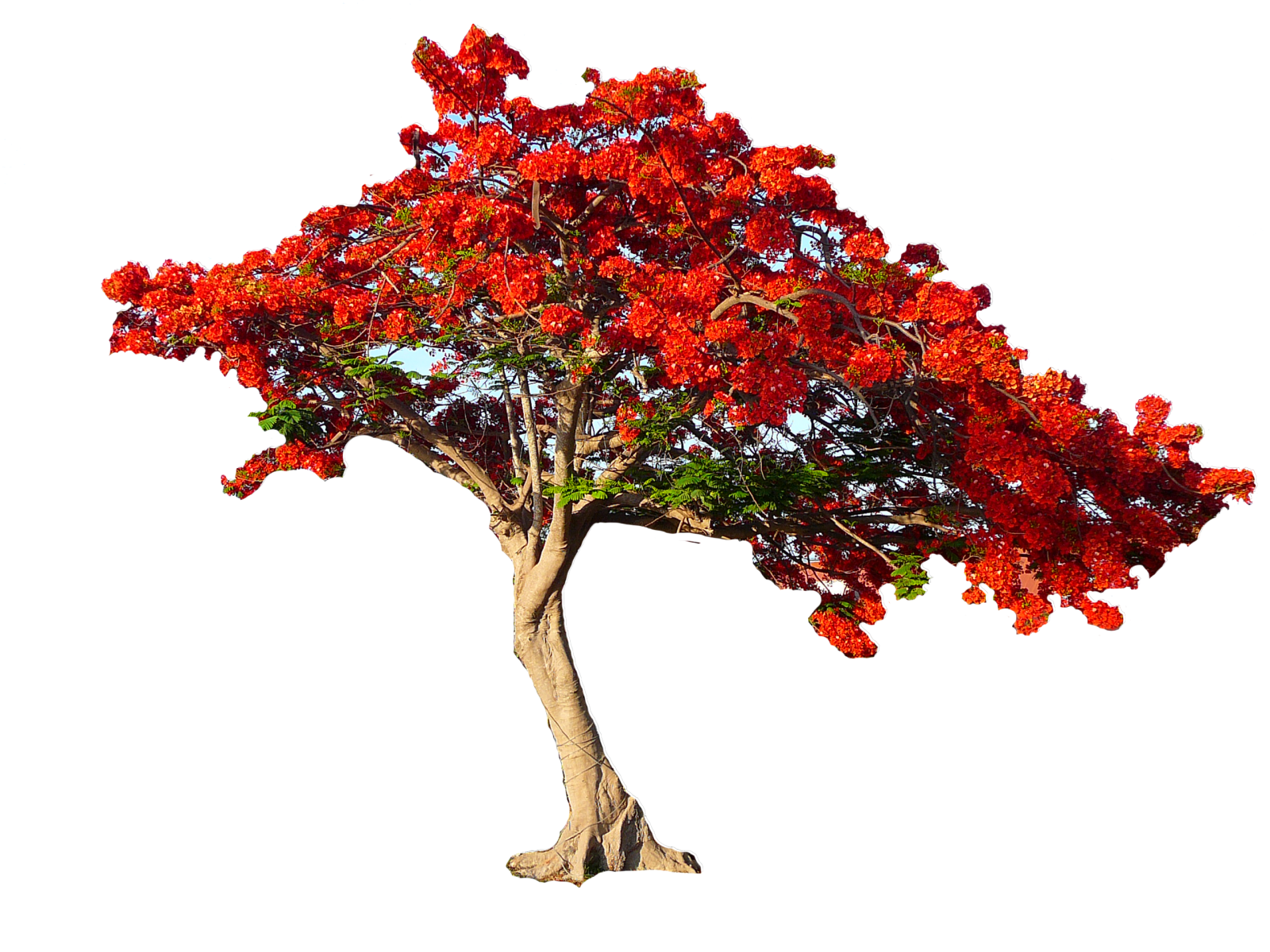 a tree with red flowers on it