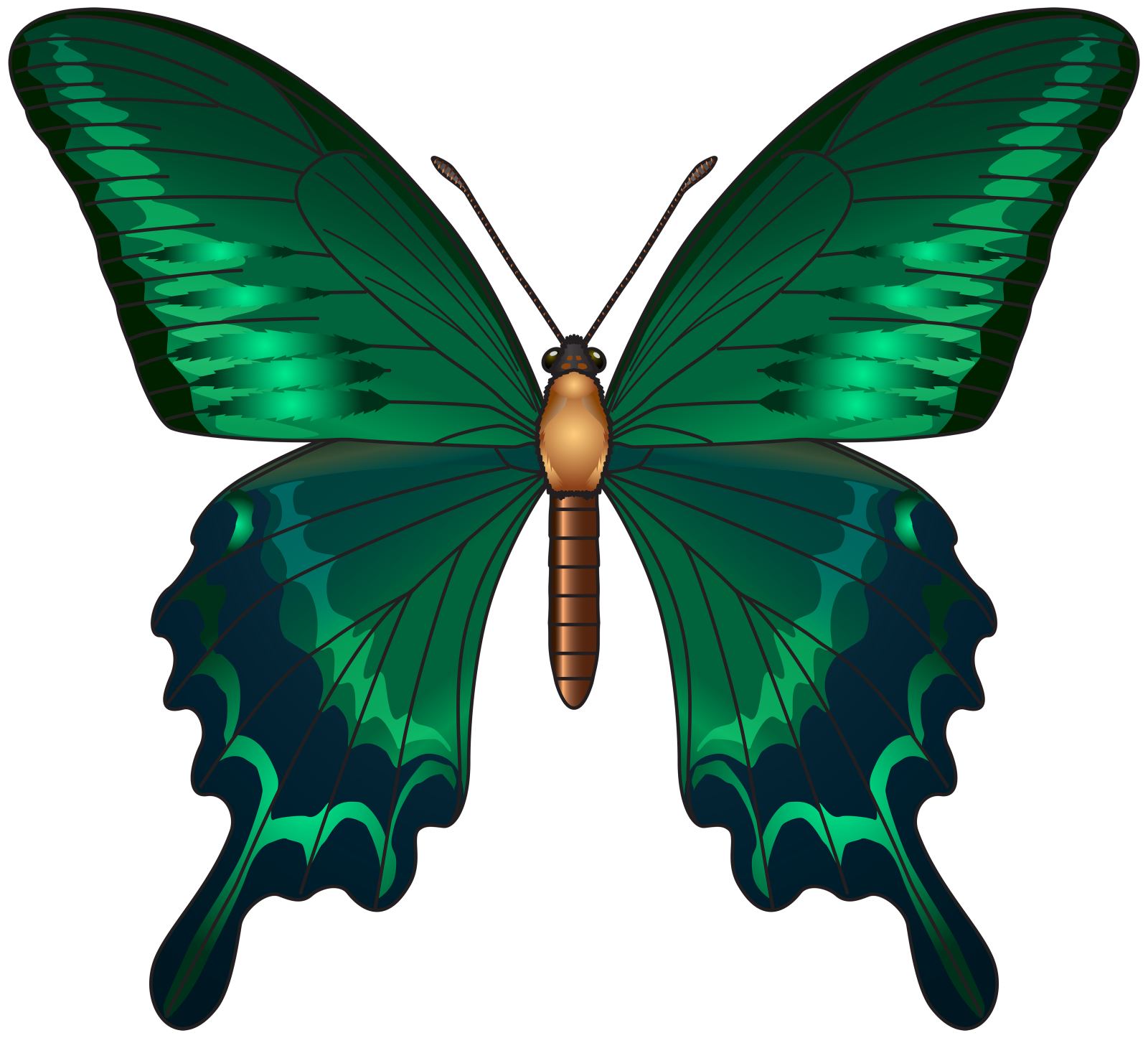 a green butterfly on white background