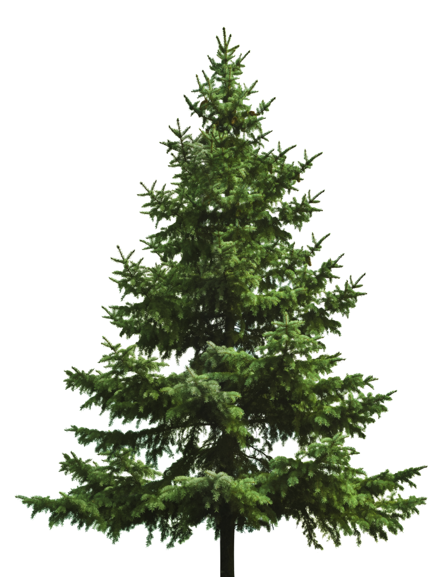a pine tree on a white background