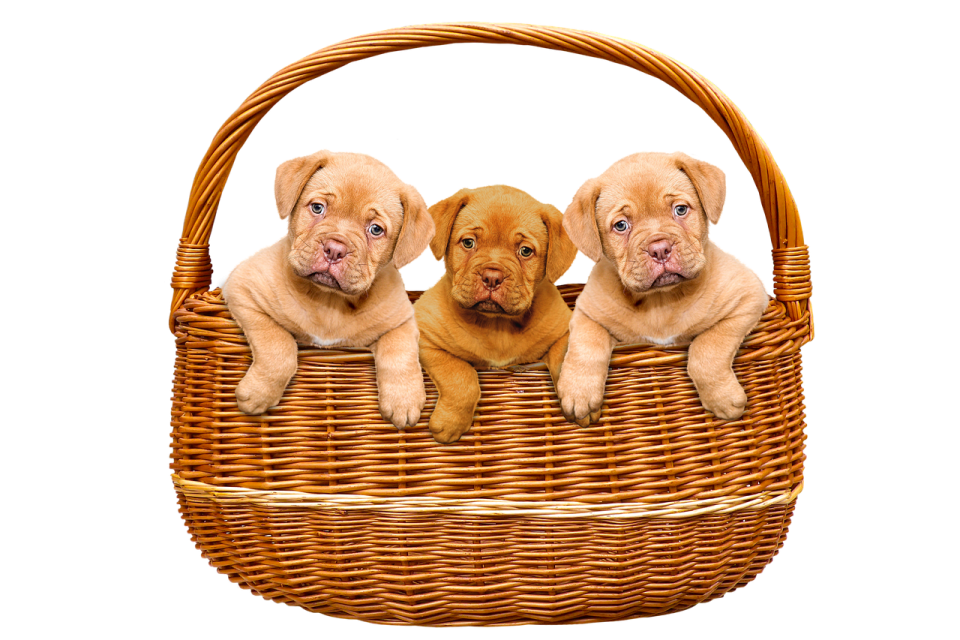 two pup in a basket