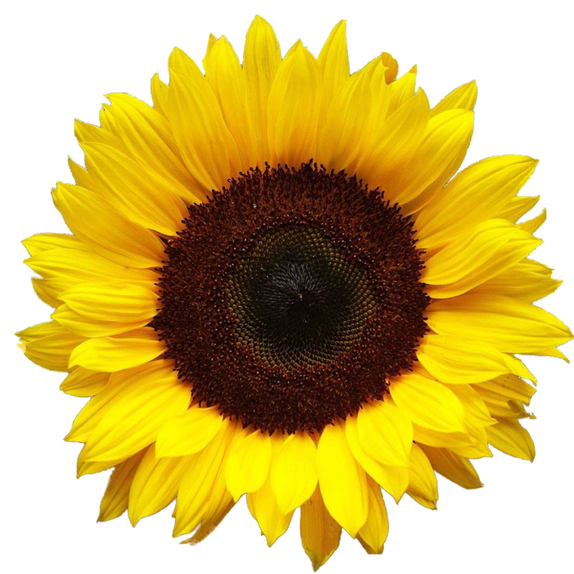 a sunflower on a white background