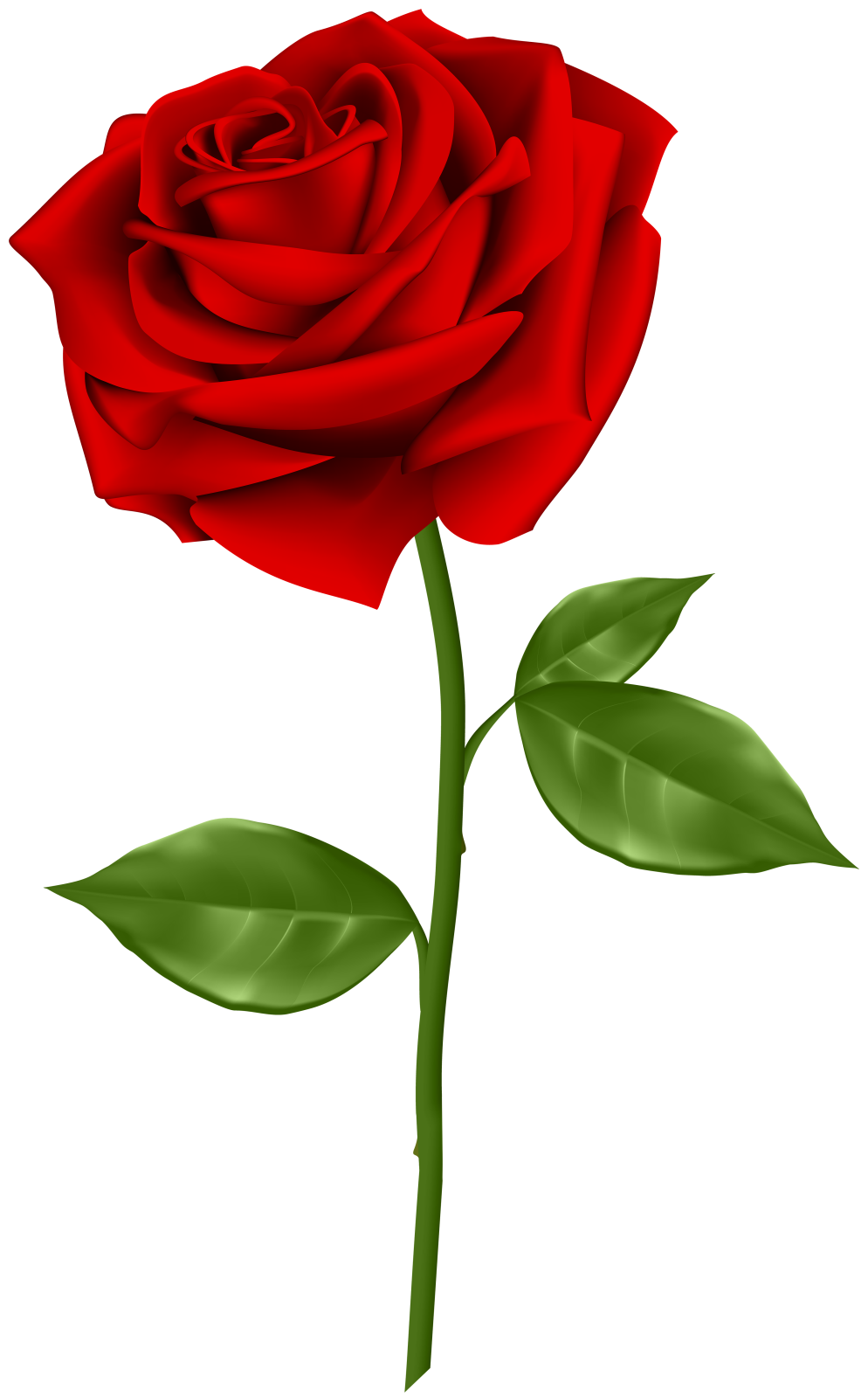 a red rose on a white background