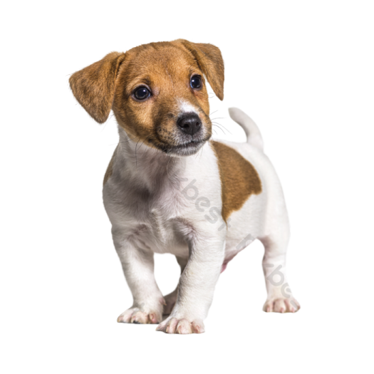 a small brown and white dog standing on a white background