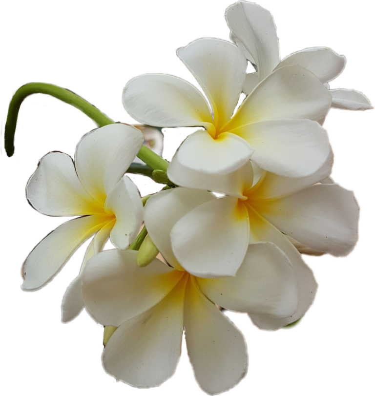 a bunch of white and yellow flowers