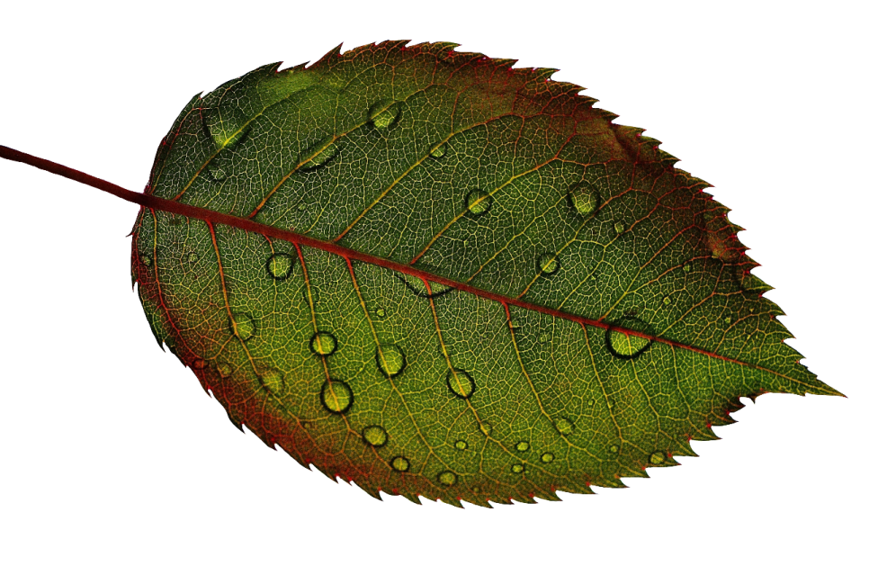 a green leaf with water droplets on it