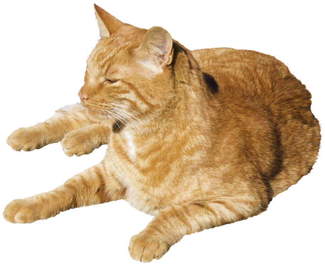 a cat laying on the ground