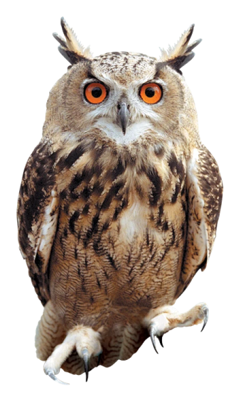 an owl sitting on top of a white surface
