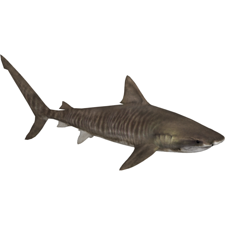 an image of a shark on a white background