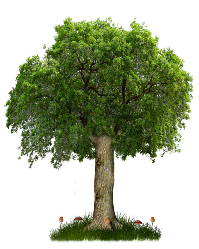 a tree that is in the grass