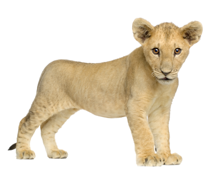a small lion cub standing on a white background
