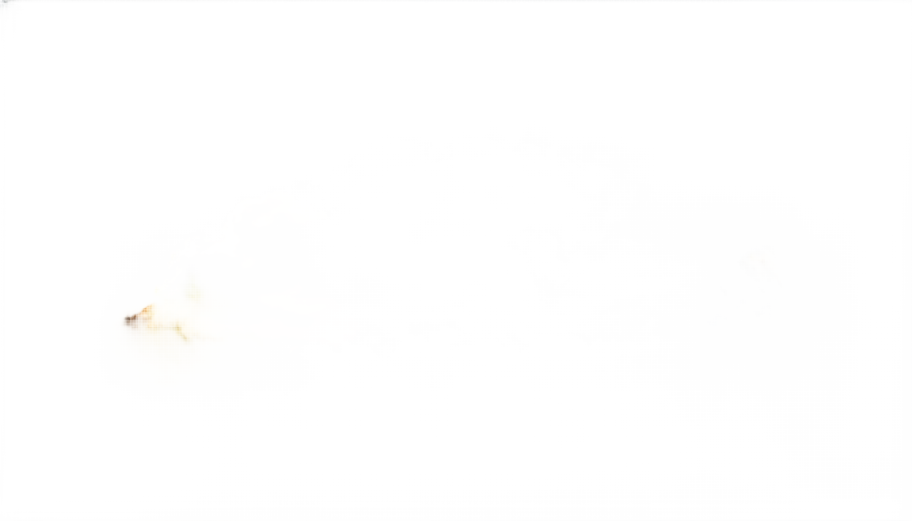 an image of a small insect on a white background