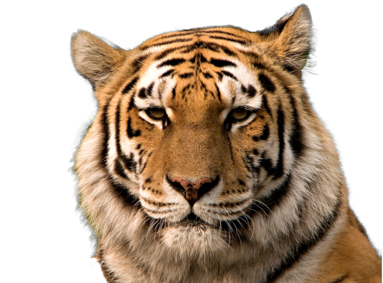 a close up of a tiger's face