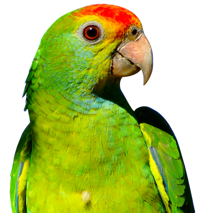a close up of a green and red parrot