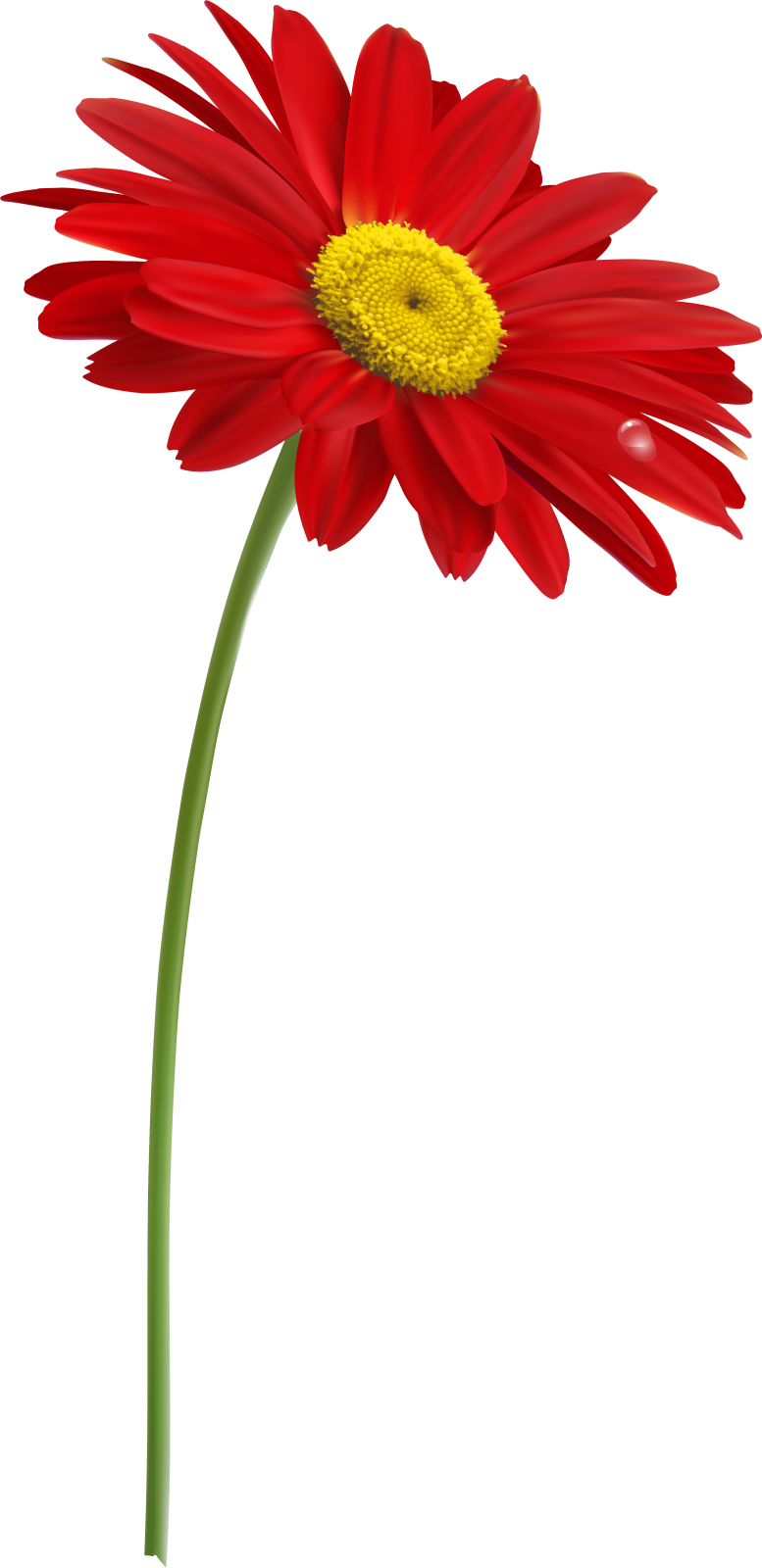 a red flower on a white background