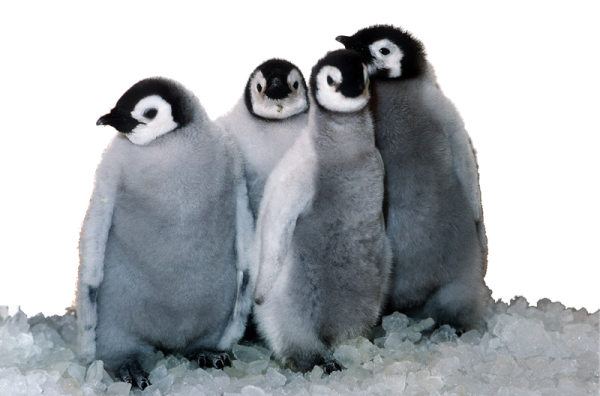 a couple of penguins sitting on top of ice