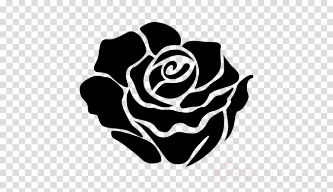 a black and white rose on a transparent background