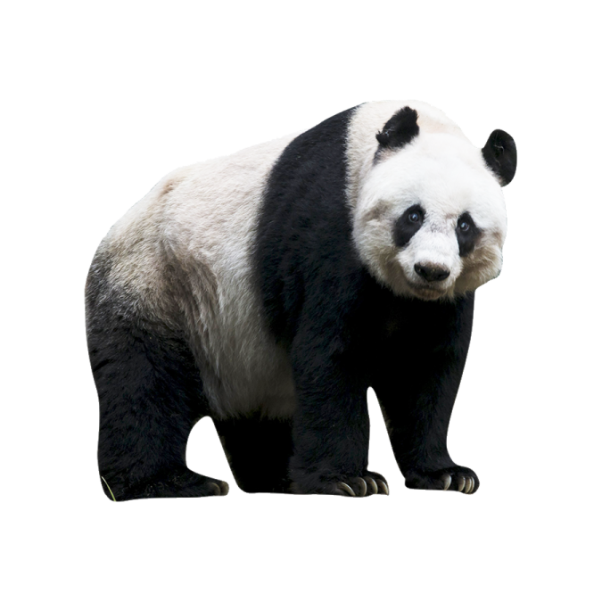a black and white panda bear on a white background